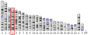 Chromosome 4 humain