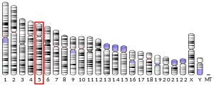Chromosome 5 humain