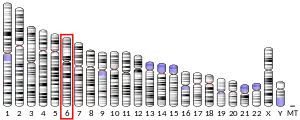 Chromosome 6 humain