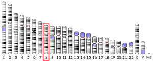 Chromosome 8 humain