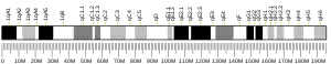 Chromosome 1 (souris)