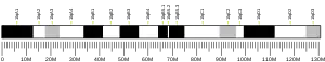 Chromosome 10 (souris)