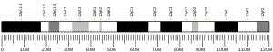 Chromosome 12 (souris)