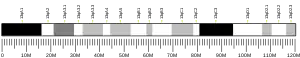 Chromosome 13 (souris)