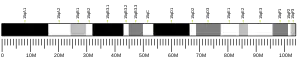 Chromosome 15 (souris)