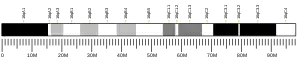 Chromosome 16 (souris)