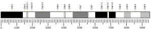 Chromosome 17 (souris)