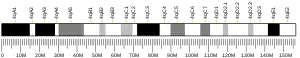 Chromosome 4 (souris)