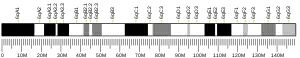 Chromosome 6 (souris)