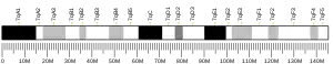 Chromosome 7 (souris)
