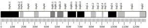 Chromosome 8 (souris)