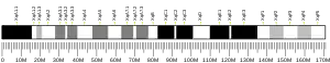 X chromosome (souris)