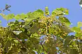 Panicule florale