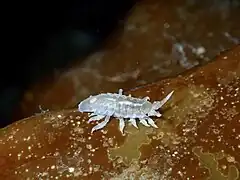 Idotea pelagica