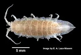 Idotea phosphorea