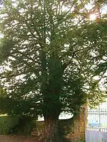 L'if du cimetière.