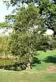 Ilex mitis