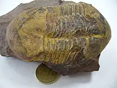 Illaenus sp.Ordovicien du Maroc.(animal partiellement enroulé).