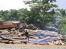 Des troncs d'arbres empilés devant un fond de forêt, avec des ouvriers qui les coupent