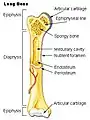 Os long