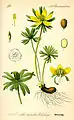 Planche botanique de 1885.