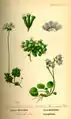 Planche de Flora von Deutschland, Österreich und der Schweiz (1885).