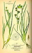 Scheuchzeria palustris