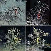 Paramuricea biscaya