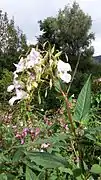 Balsamine de l'Himalaya, fleurs presque blanches.