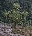 Libanothamnus neriifolius