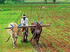 Fermier et ses bœufs labourant les champs. L'Agriculture est de loin la principale source d'activité pour les habitants.