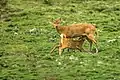 Biche allaitant son petit