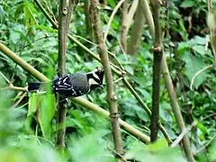 Oiseau croisé à Valparai