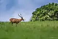 Cerf cochon mâle, sanctuaire de faune de Phu Khieo, Thaïlande