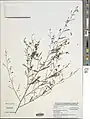 Indigofera paniculata.