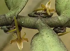 Inflorescence.