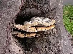 Inonotus arizonicus