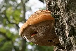 Inocutis dryophila