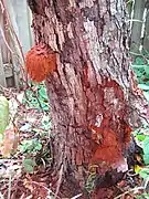 Inonotus rickii