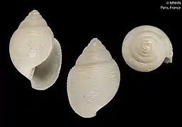 Inopinodon azoricus