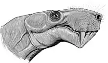 Reconstitution par Dimitri Bogdanov de la tête d'un Inostrancevia latifrons.