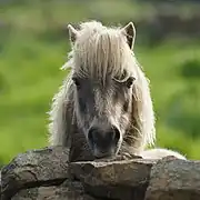 Shetland adulte, vu de face