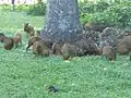 Agoutis (en portugais cutia) au Campo de Santana ou Praça da República. Ce mammifère terrestre d'Amérique tropicale est l'une des característiques les plus célèbres de ce parc.