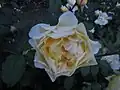 Rosa The Poet's Wife, David C. H. Austin, 2006 (Royaume-Uni) AUSwhirl