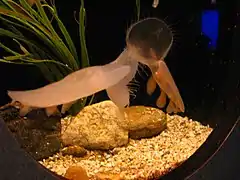 Melibe leonina