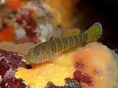 Priolepis cincta.