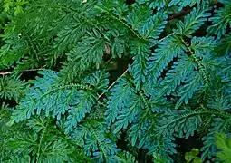 Selaginella willdenowii (en) a un feuillage qui prend des iridescences bleu électrique.