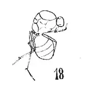 Femelle éch R351.