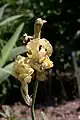 Fleurs d'Iris imbricata