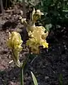 Fleurs d'Iris imbricata